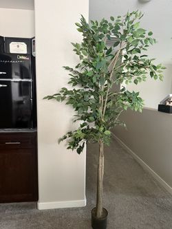 Ficus Tree Faux