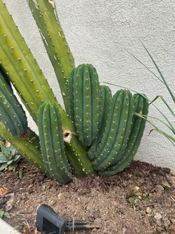 San Pedro cactus