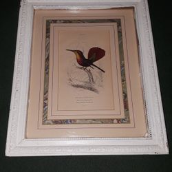 Vintage Ruby crested Humming - Bird Print.