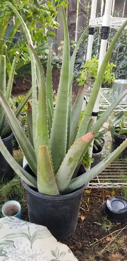 Aloe vera big plant