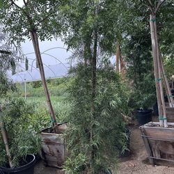 Podocarpus Fern Pine Hedge And Privacy 15gal