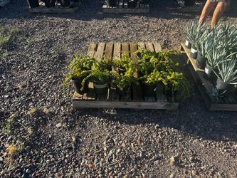 Cactus, succulents, and Agave