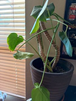 Monstera & Philodendron
