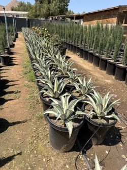 Agave Mediapicta  15 Gal
