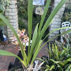 Mini Cymbidium 