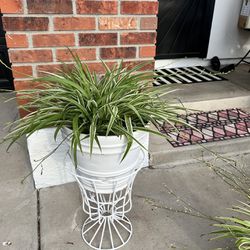All Plants 1/2 Off!