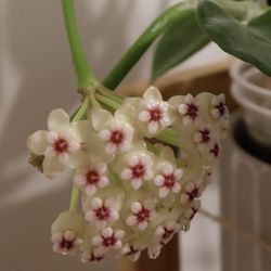 Hoya Pachyclada with Peduncles