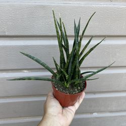 4” Sansiveria Fern Wood