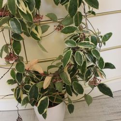 Baby Plant From My Hoya Crimson Queen Over Variegation 