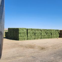 Premium Alfalfa Hay 