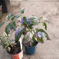 Chiles Variegados Ornamentales 
