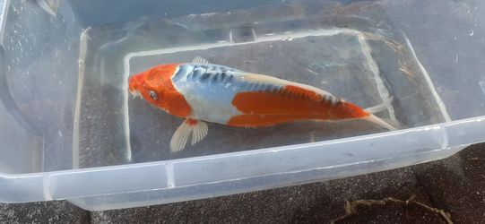 13 Inch Scaleless K-O-I