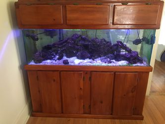100 gallon saltwater fish tank
