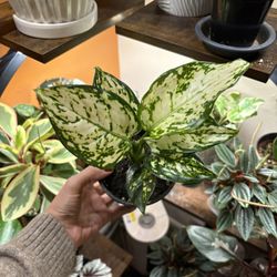 Spring Snow Aglaonema
