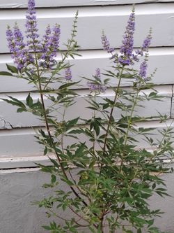 Árbol de vitex