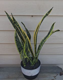 Snake plant 🪴