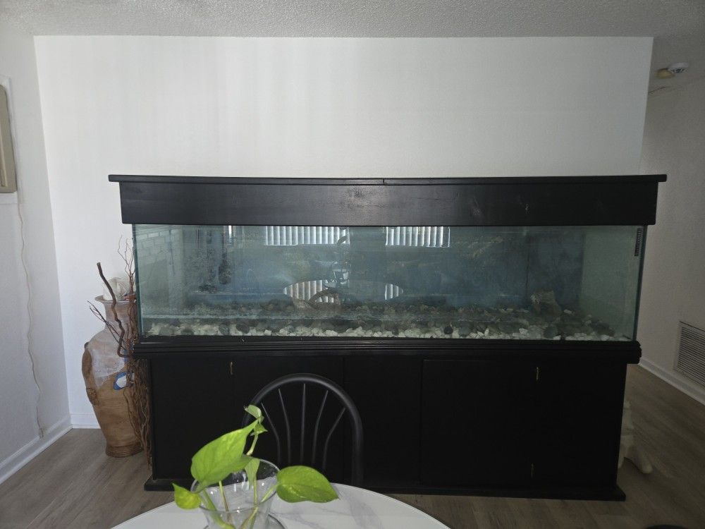 250 Gal Aquarium