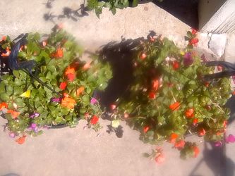 Misc flowers