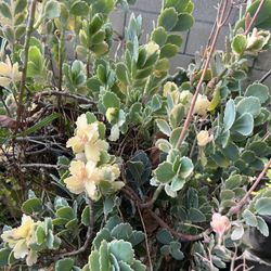 Planta Calanchoe