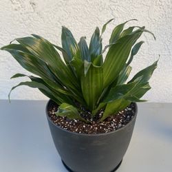 Dracaena 'Janet Craig' Compacta 