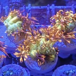 Amazeballs Goni Reef Tank Decor