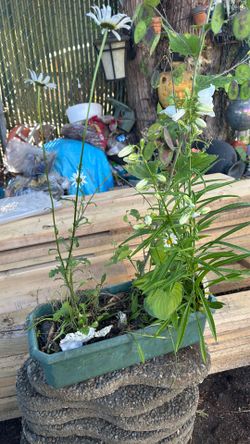 Hostas/money tree/bellflower