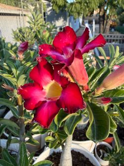 Desert Rose