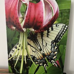 Butterfly Wall Decor 25.00