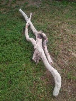 Genuine Driftwood For Aquariums Terrariums Decor