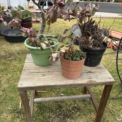 Potting Bench And Plants