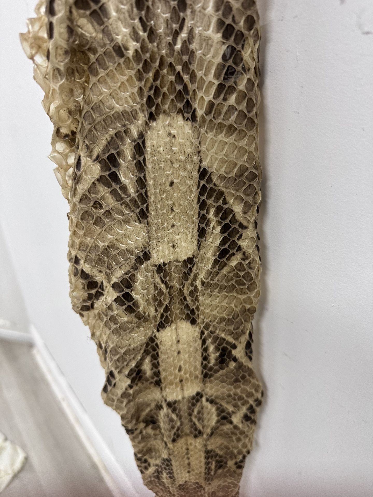 Gaboon Viper Shed Skin