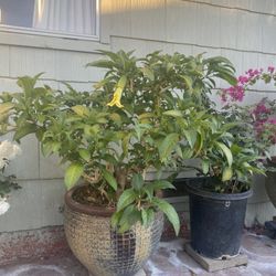 Plant For Sale