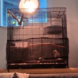 Bird Cage Cokatiel 