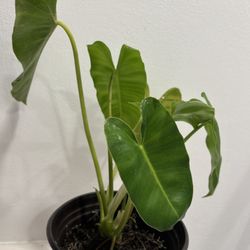 Heart Shaped Philodendron. Burle Marx Philodendron. $3