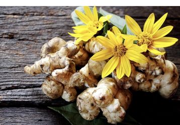 2 pounds of sunchoke tubers/bulbs- Perennial Vegetable- Plant Once