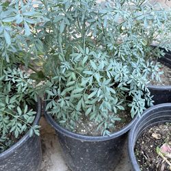 Ruda plant aka Rue or Ruta