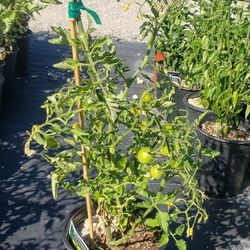 1gallon Tomatoes 