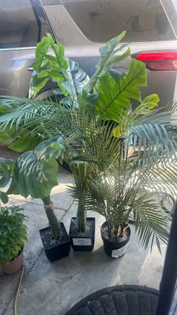 Decoration plants