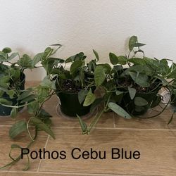 Indoor Plants for sell