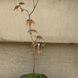 Bonsai Japan maple 14 inches