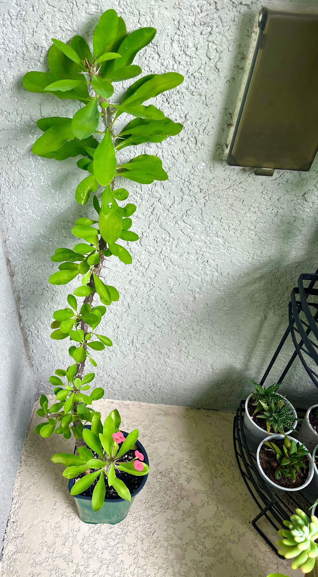 Crown of Thorns Plant
