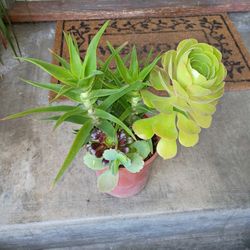 Succulent 