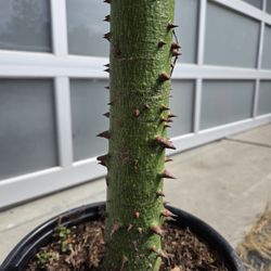 Rare SILK FLOSS TREE
