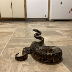 Free Ball Python In Need Of Help