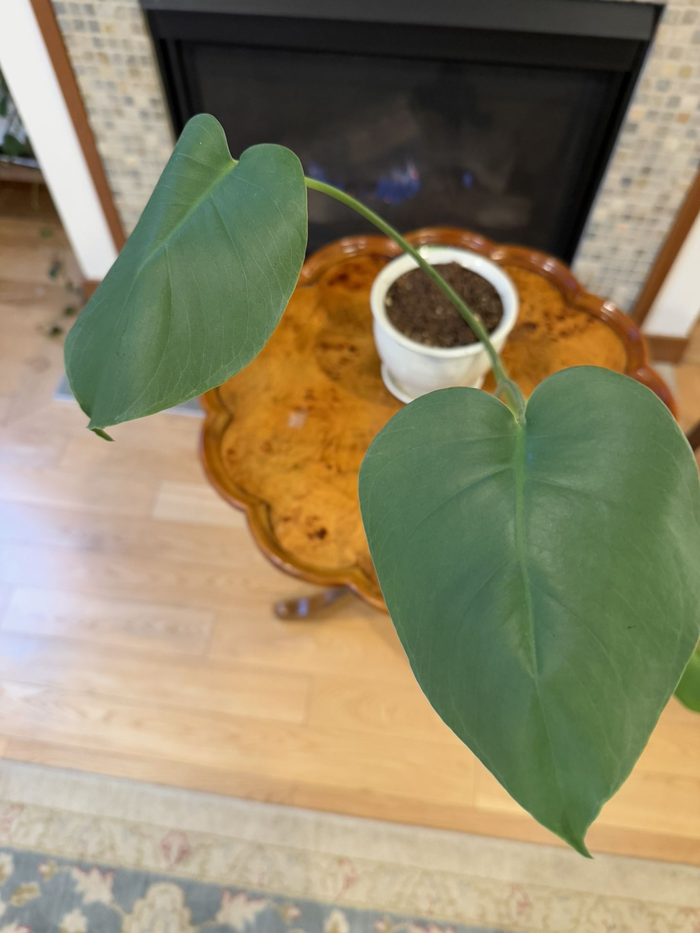 Small Monstera Plant with Ceramic Planter