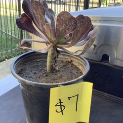 Purple Rose Aeonium Succulent