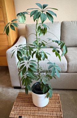 Umbrella tree