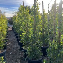 Ficus Trees