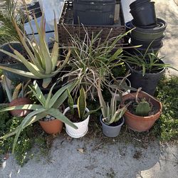 Free Plants
