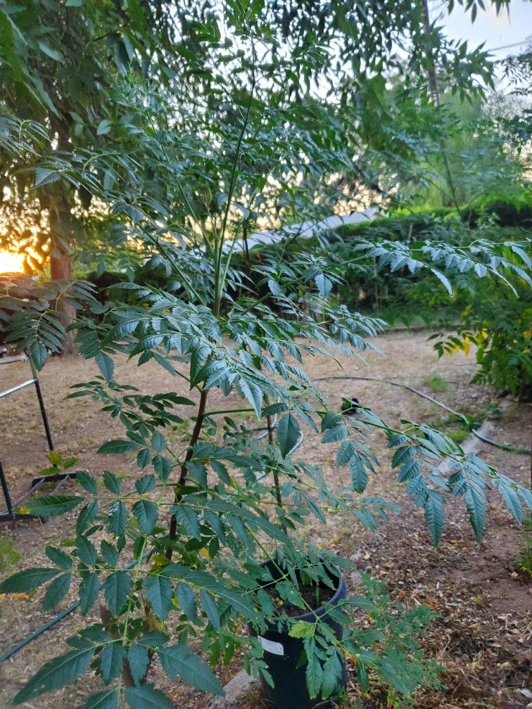 Pride Of India Trees For Sale. Arboles De Piocha En Venta
